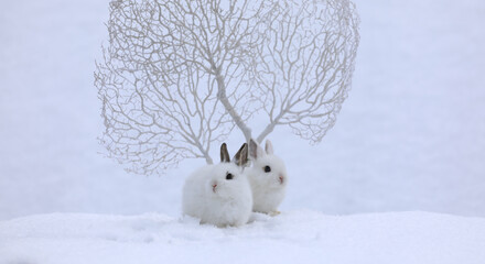 white rabbit and christmas white decorative tree in winter
