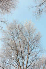 birches in hoarfrost