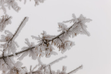 Obraz premium tree branch in hoarfrost