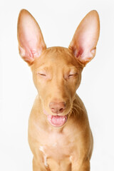 Pharaoh hound red dog puppy. Close-up portrait on a white background