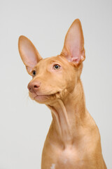 Pharaoh hound red dog puppy. Close-up portrait on a white background