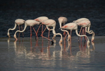 Greater Flamingos feeding at Tubli bay in the morning, Bahrain