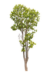 green tree side view isolated on white background  for landscape and architecture layout drawing, elements for environment and garden
