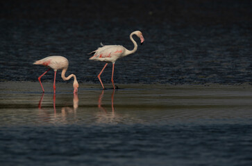 Greater Flamingos in the morning at Tubli bay, Bahrain