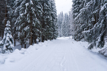 Beautiful landscape with road and conifer forest on snowy winter day, snowy road in winter forest