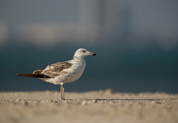 Portrait of a juvenile Lesser Black-backed Gull takeoff at Busaiteen coast, Bahrain
