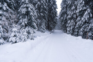 Beautiful landscape with road and conifer forest on snowy winter day, snowy road in winter forest