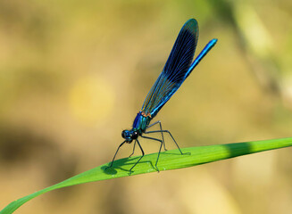 Blue dragonfly is sitting on grass in a meadow. insect dragonfly close up macro.