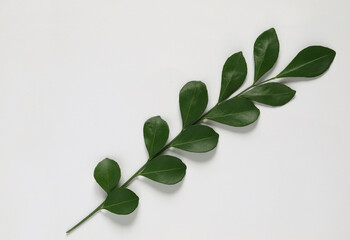 Thin twig with leaves