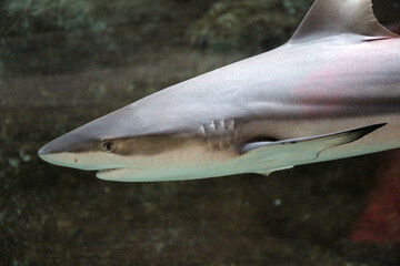 Schwarzspitzen-Riffhai