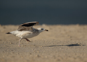 A juvenile Lesser Black-backed Gull takeoff at Busaiteen coast, Bahrain