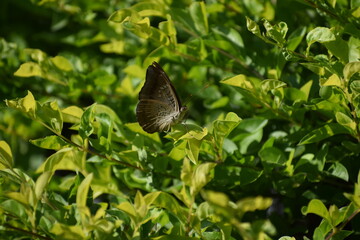 butterfly on leaf