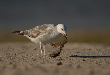 Lesser Black-backed Gull at Busaiteen coast holding dry weeds, Bahrain