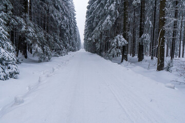 Beautiful landscape with road and conifer forest on snowy winter day, snowy road in winter forest