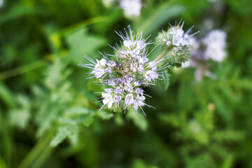 phacelia flower selective focus