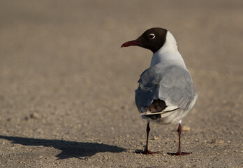 Black-headed gull turning back at Busaiteen coast, Bahrain