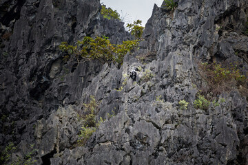 Van Long in Tam Coc Vietnam
