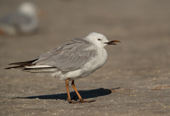 Sender-billed gull with deformed bill at Busaiteen coast, Bahrain
