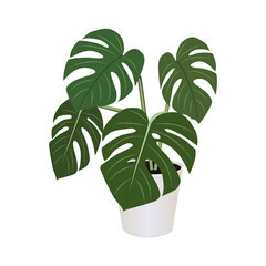 Monstera in pot isolated on the white background, vector