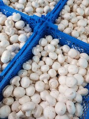 Champignon mushrooms in a box. Porcini mushrooms collected in a basket.