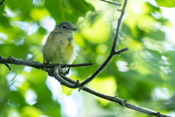 Female American Redstart on a Branch