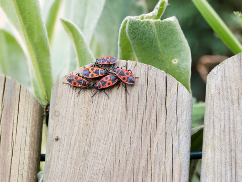 Pyrrhocoris apterus - Accouplement printanier de punaises rouges ou gendarmes, insectes au squelette rouge et orange parsem&eacute; de motifs graphiques noirs 

