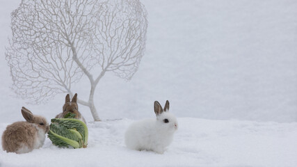white rabbit eating cabbage in the snow © serikbaib
