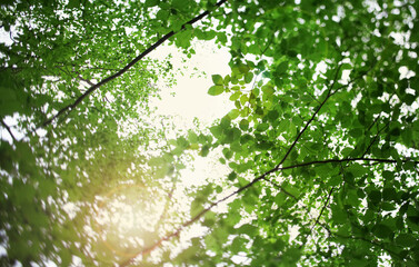 Bottom up view of lush green foliage of trees with afternoon sun. Walking through the forest with large green trees.