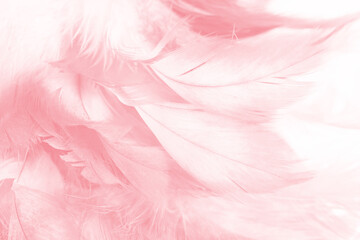 Coral pink vintage,feather pattern texture background,pastel soft fur for baby to sleep.