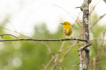 Pine Warbler