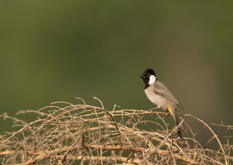 White-cheeked bulbul chick on dry bush
