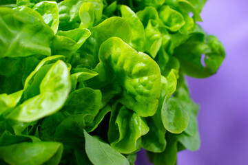 green lettuce with lilac background