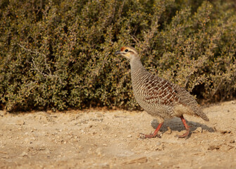 Closeup of a Grey francolin at Hamala, Bahrain