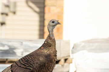 Wild Turkey Closeup