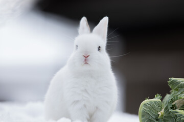 white rabbit eating cabbage in the snow
