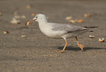 Sender-billed gull with bread leftover at Busaiteen coast, Bahrain