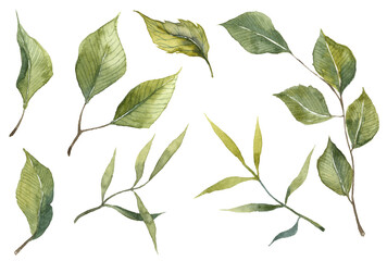 Collection of watercolor hand painted realistic green leaves