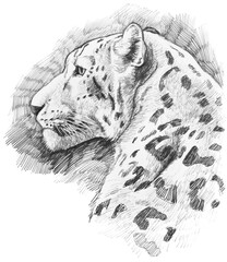 Leopard Head Sketch - 420471731