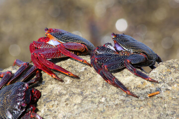 rote_Klippenkrabbe
