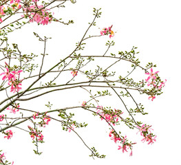 pink silk floss tree flower isolated on white background