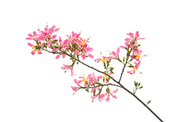 Obraz na płótnie Canvas pink silk floss tree flower isolated on white background
