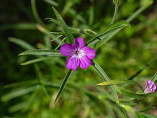 pink flower in the garden