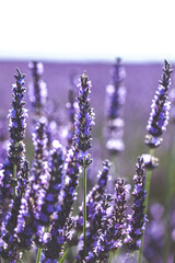 Brins de lavande, dans les célèbres champs de Valensole en Provence