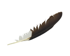 Beautiful  eagle feather isolated on white background - 420472169