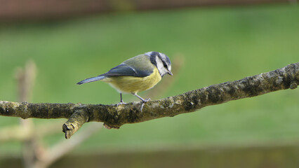 Blue Tit sitting in a hedge in UK