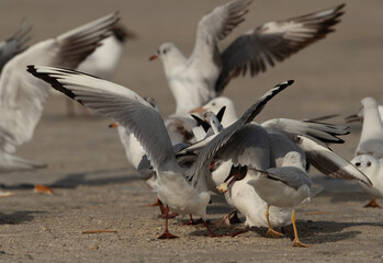 Obraz premium Black-headed gulls rushes to grab leftover food at Busaiteen coast, Bahrain