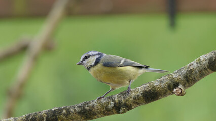 Blue Tit sitting in a hedge in UK