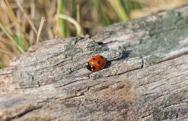 The ladybug is walking along weathered old wooden board, outgoing on green background, for wallpaper use. Soft focus concept. Ladybug Macro. Blurred.