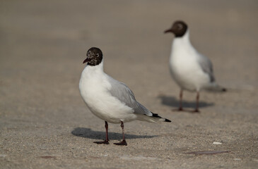 Selective focus on Black-headed gull in front at Busaiteen coast, Bahrain