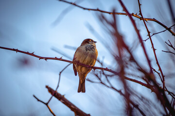 Vogel in der Natur